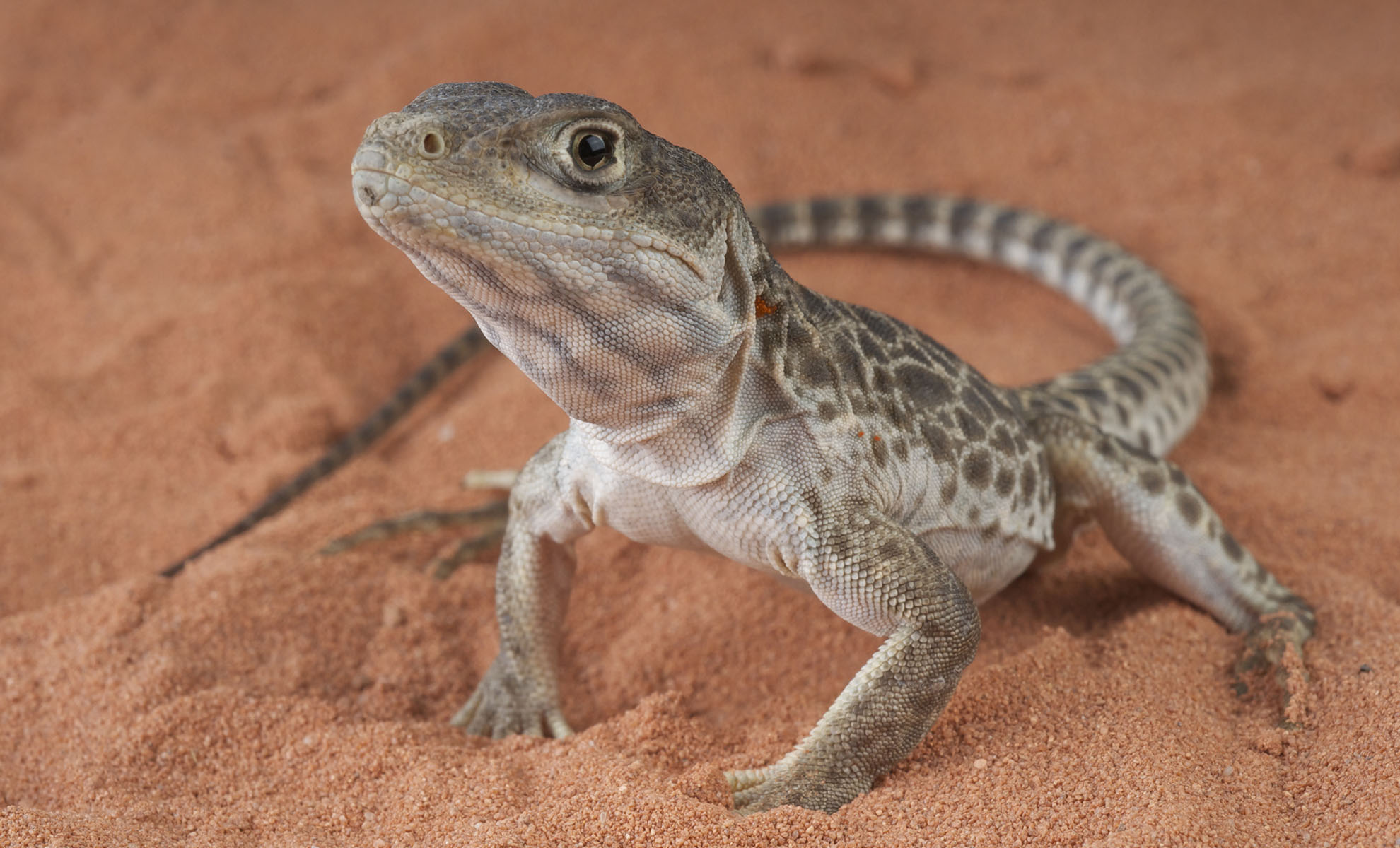 Leopard lizard / Gambelia wislizenii The Critter SitterThe Critter Sitter
